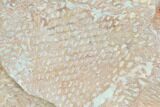 Ordovician Graptolite (Araneograptus) Plate - Morocco #126409-1